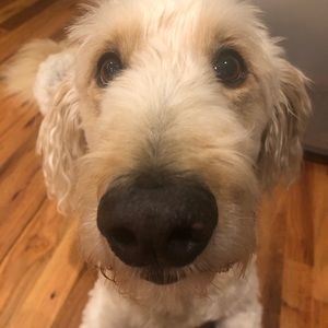 Meet your Posher, Frank